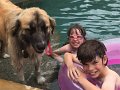 Alex_MooseDiscoversPool (23)